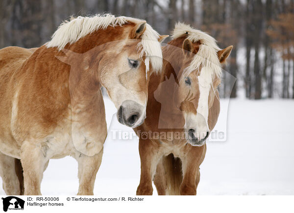 Haflinger / Haflinger horses / RR-50006