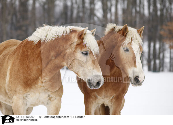 Haflinger / Haflinger horses / RR-50007