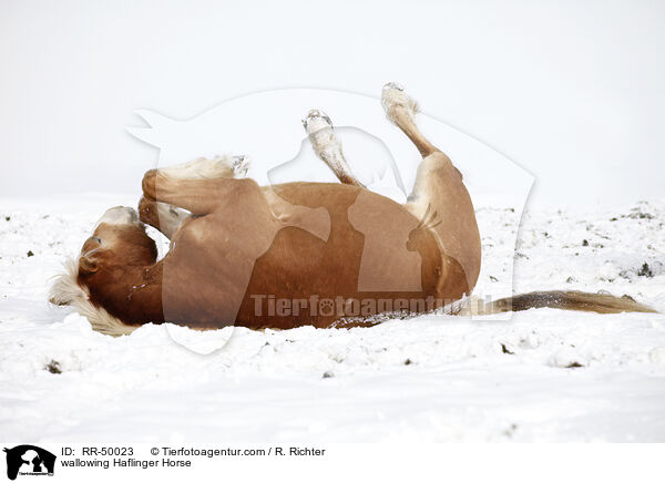 wlzender Haflinger / wallowing Haflinger Horse / RR-50023