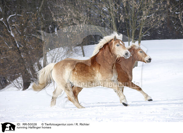 running Haflinger horses / RR-50028