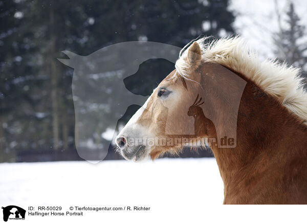 Haflinger Portrait / Haflinger Horse Portrait / RR-50029