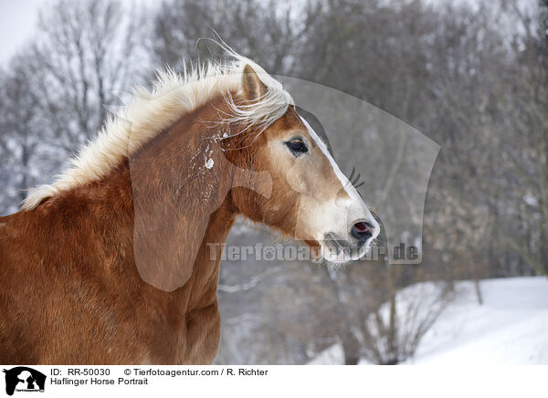 Haflinger Portrait / Haflinger Horse Portrait / RR-50030