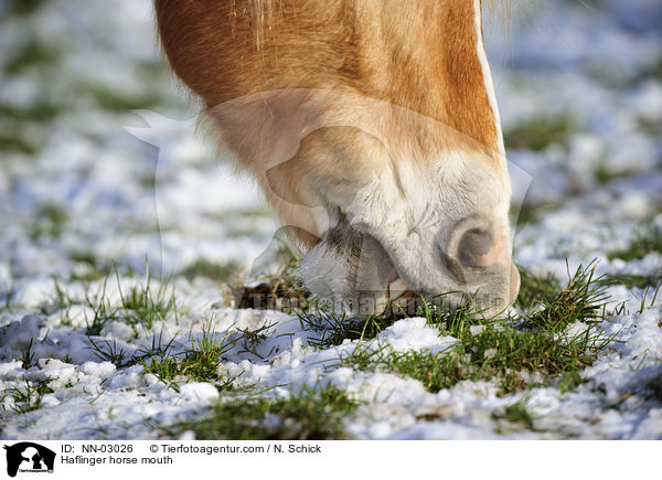 Haflinger Maul / Haflinger horse mouth / NN-03026