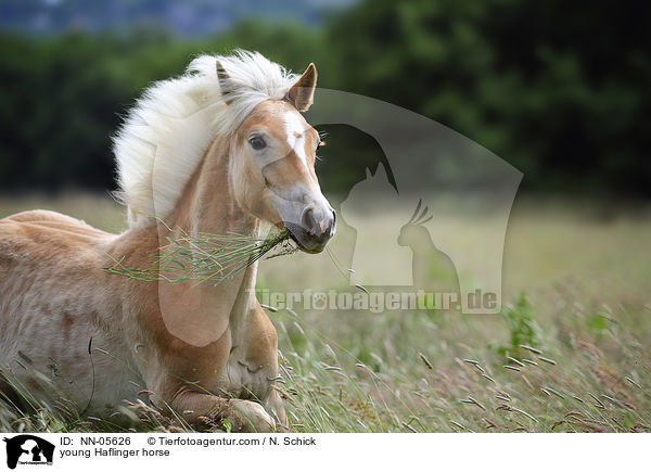 young Haflinger horse / NN-05626