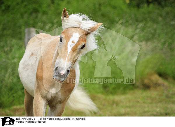 junger Haflinger / young Haflinger horse / NN-05628