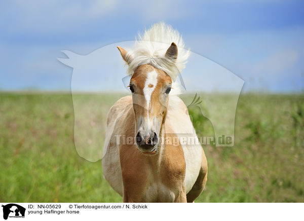 junger Haflinger / young Haflinger horse / NN-05629