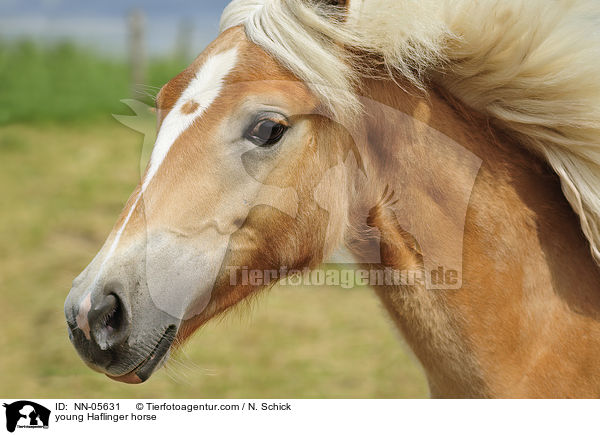 junger Haflinger / young Haflinger horse / NN-05631