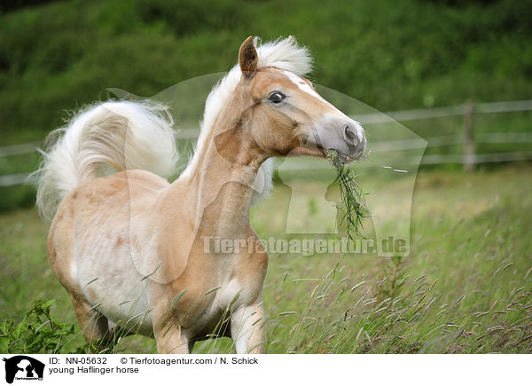 junger Haflinger / young Haflinger horse / NN-05632