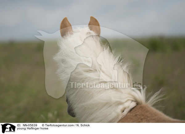 junger Haflinger / young Haflinger horse / NN-05639