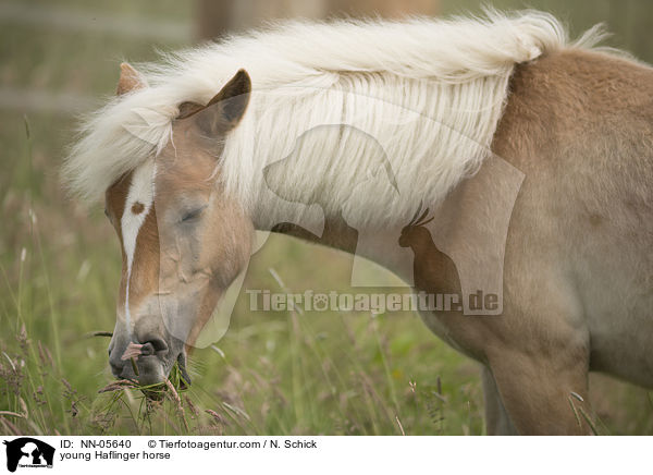 junger Haflinger / young Haflinger horse / NN-05640