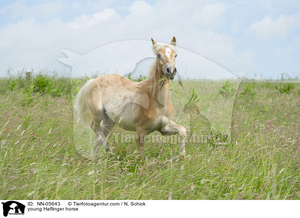 junger Haflinger / young Haflinger horse / NN-05643
