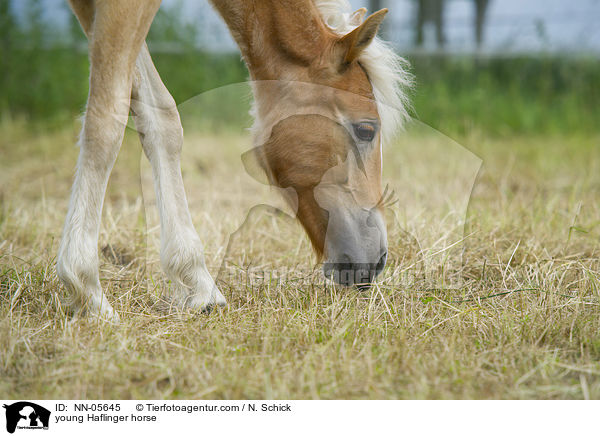 junger Haflinger / young Haflinger horse / NN-05645