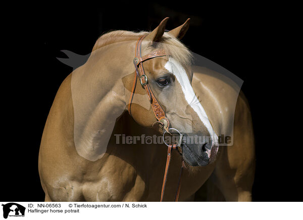 Haflinger horse potrait / NN-06563