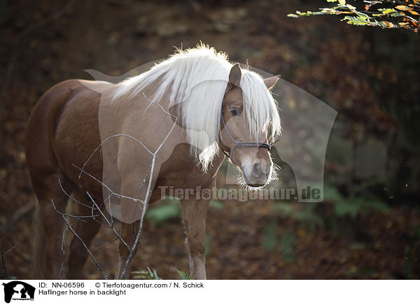 Haflinger im Gegenlicht / Haflinger horse in backlight / NN-06596