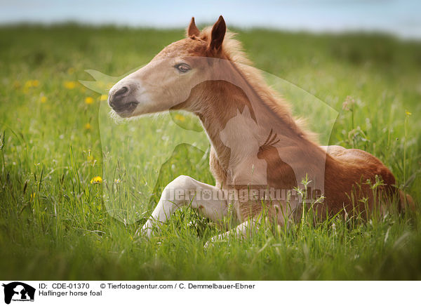 Haflinger horse foal / CDE-01370