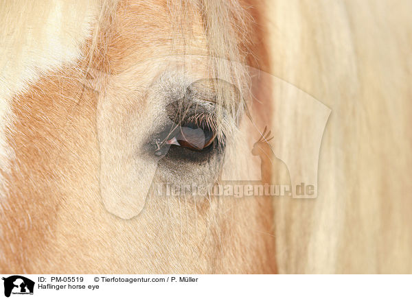 Haflinger Auge / Haflinger horse eye / PM-05519