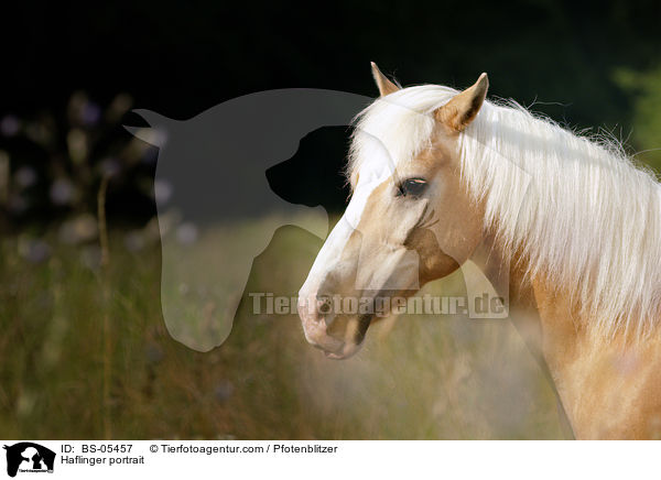 Haflinger Portrait / Haflinger portrait / BS-05457