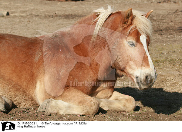 liegender Haflinger / lying Haflinger horse / PM-05631