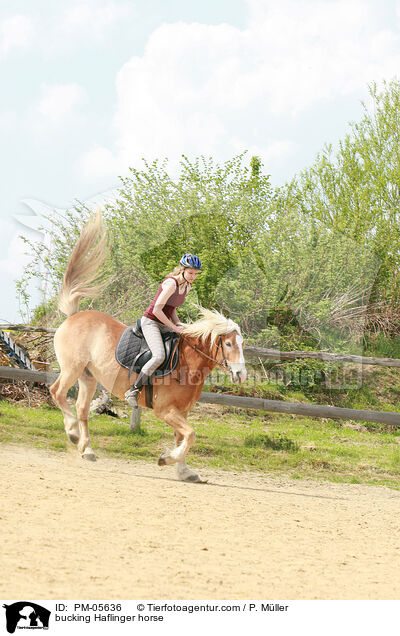 Haflinger buckelt / bucking Haflinger horse / PM-05636