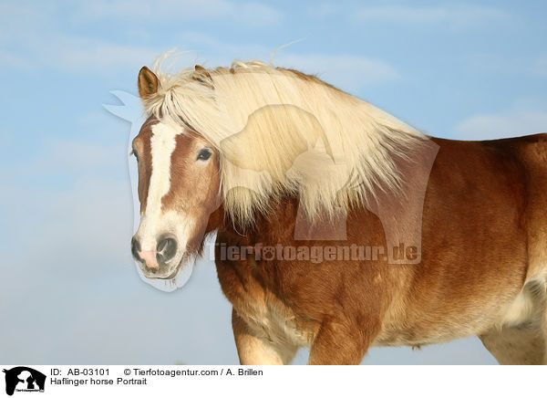 Haflinger Portrait / Haflinger horse Portrait / AB-03101