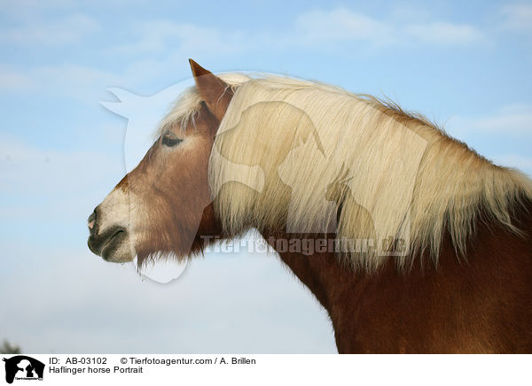 Haflinger Portrait / Haflinger horse Portrait / AB-03102