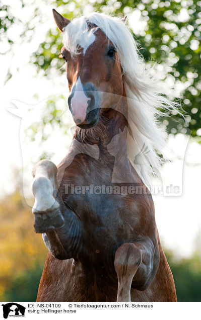 steigender Haflinger / rising Haflinger horse / NS-04109