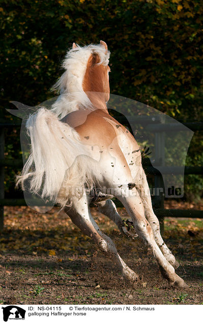 galoppierender Haflinger / galloping Haflinger horse / NS-04115