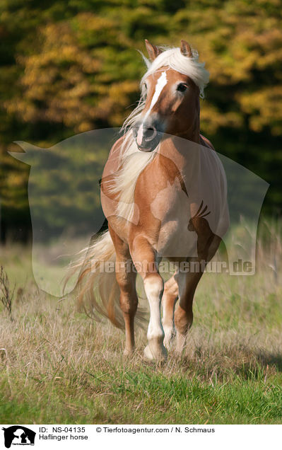 Haflinger / Haflinger horse / NS-04135