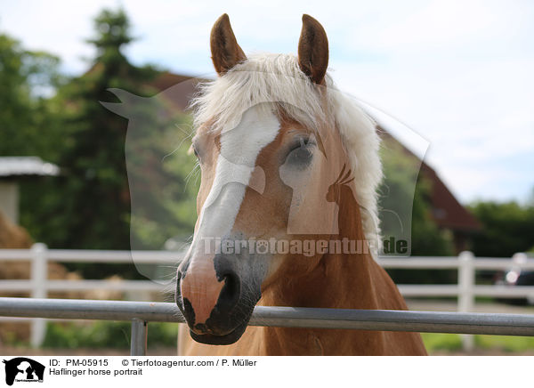 Haflinger Portrait / Haflinger horse portrait / PM-05915