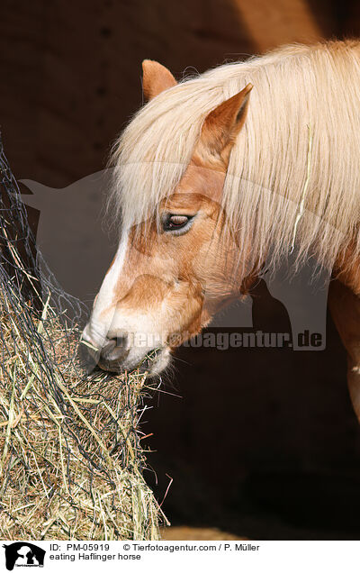 fressender Haflinger / eating Haflinger horse / PM-05919