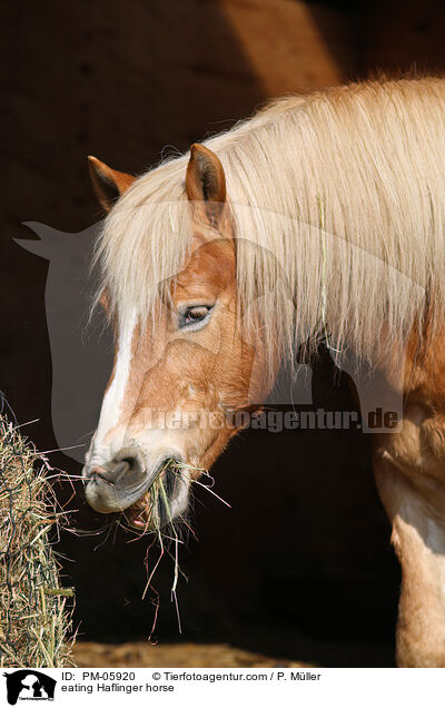 eating Haflinger horse / PM-05920