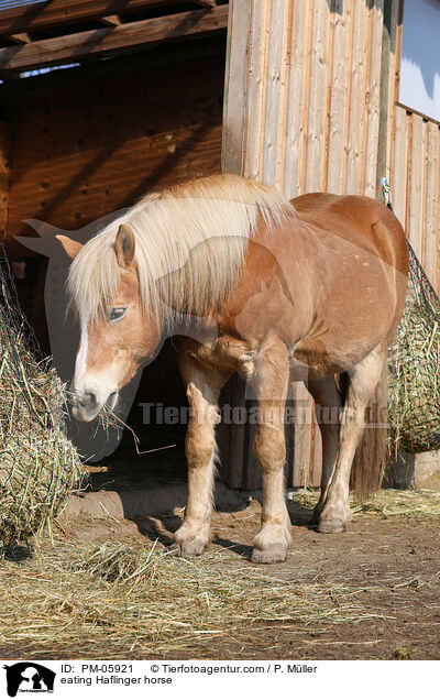 eating Haflinger horse / PM-05921