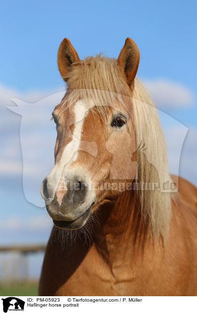 Haflinger Portrait / Haflinger horse portrait / PM-05923