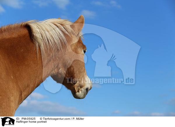 Haflinger Portrait / Haflinger horse portrait / PM-05925