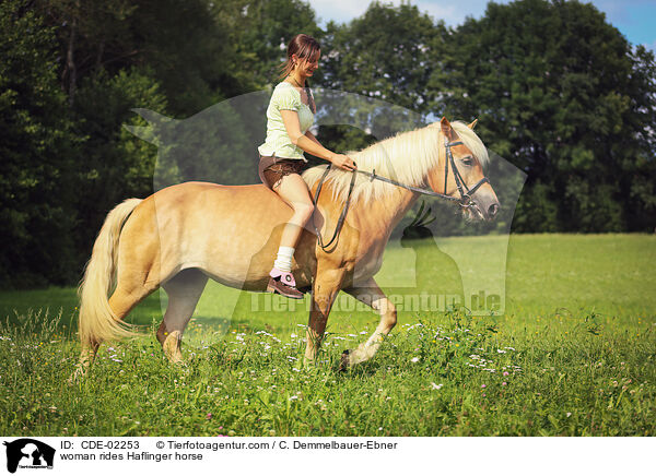 Frau reitet Haflinger / woman rides Haflinger horse / CDE-02253