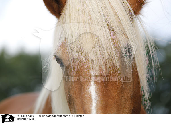 Haflinger Augen / Haflinger eyes / RR-85397