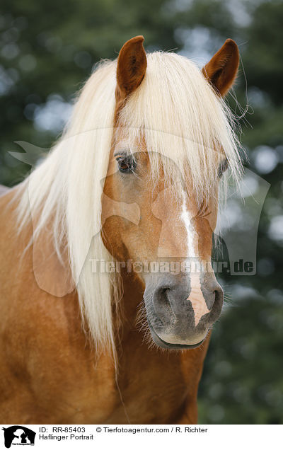 Haflinger Portrait / Haflinger Portrait / RR-85403