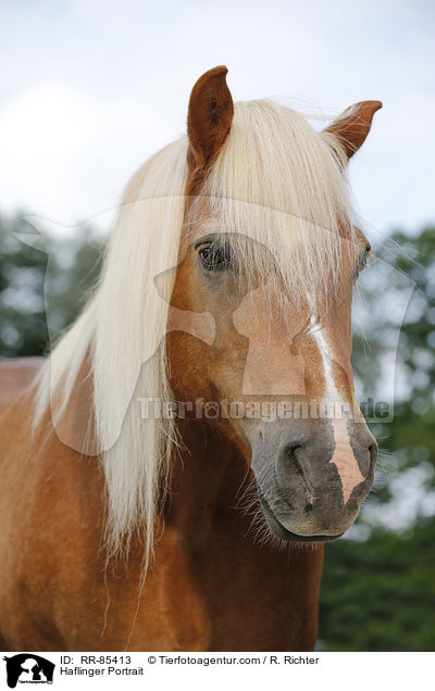 Haflinger Portrait / Haflinger Portrait / RR-85413