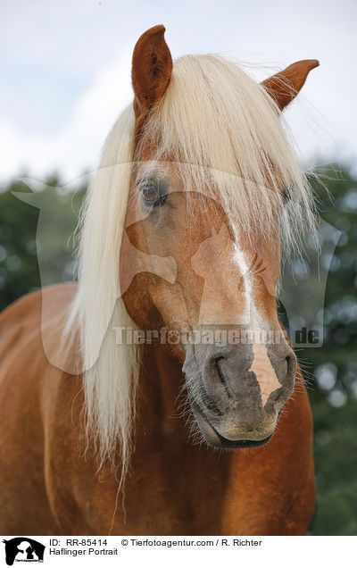 Haflinger Portrait / Haflinger Portrait / RR-85414