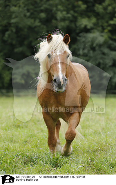 trabender Haflinger / trotting Haflinger / RR-85429