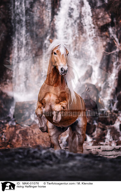 rising Haflinger horse / MAK-01076