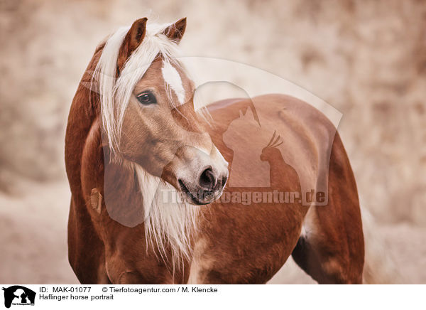 Haflinger Portrait / Haflinger horse portrait / MAK-01077