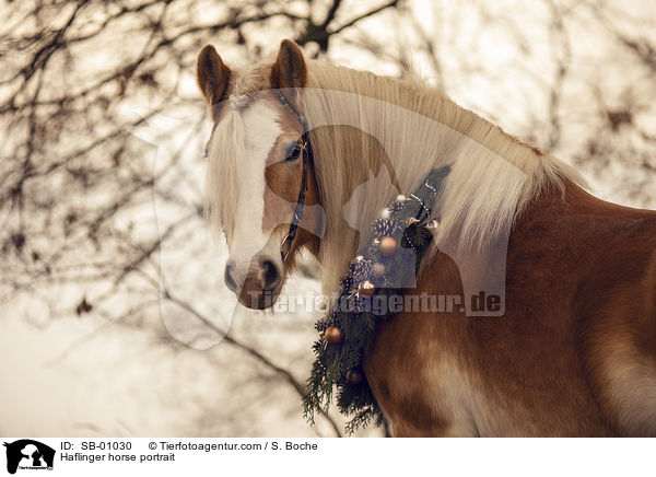 Haflinger Portrait / Haflinger horse portrait / SB-01030