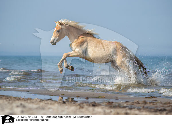 galloping Haflinger horse / MAB-01033
