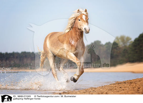 galloping Haflinger horse / MAB-01049