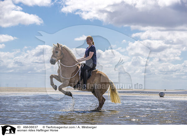 Frau reitet Haflinger / woman rides Haflinger Horse / AM-06637