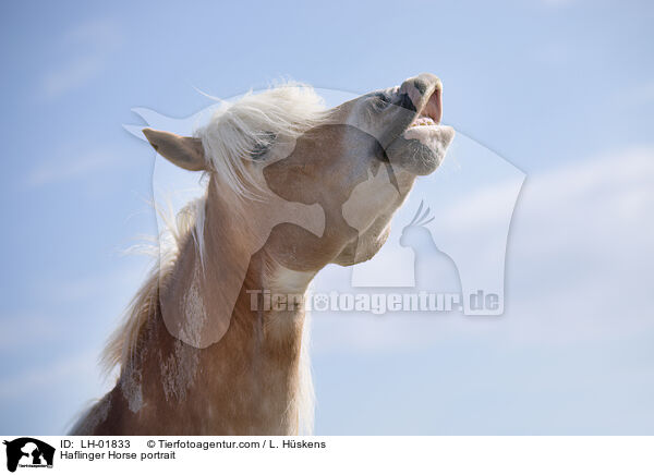 Haflinger Horse portrait / LH-01833