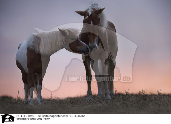 Haflinger mit Pony / Haflinger Horse with Pony / LH-01960