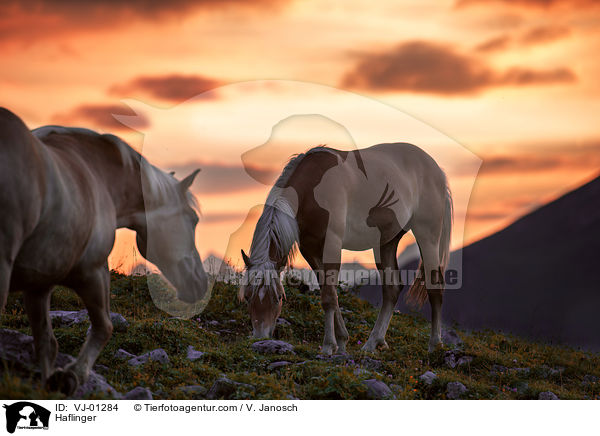 Haflinger auf der Alm / Haflinger / VJ-01284