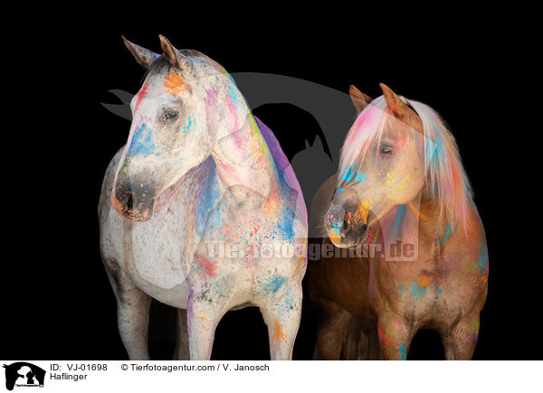 Haflinger / Haflinger / VJ-01698